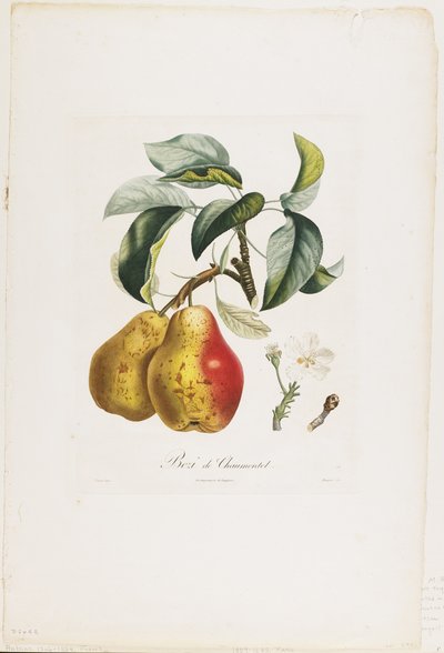 Bezi de Chaumontel (Pears), from Traite des Arbres Fruitiers, 1807-35 by Pierre Antoine Poiteau